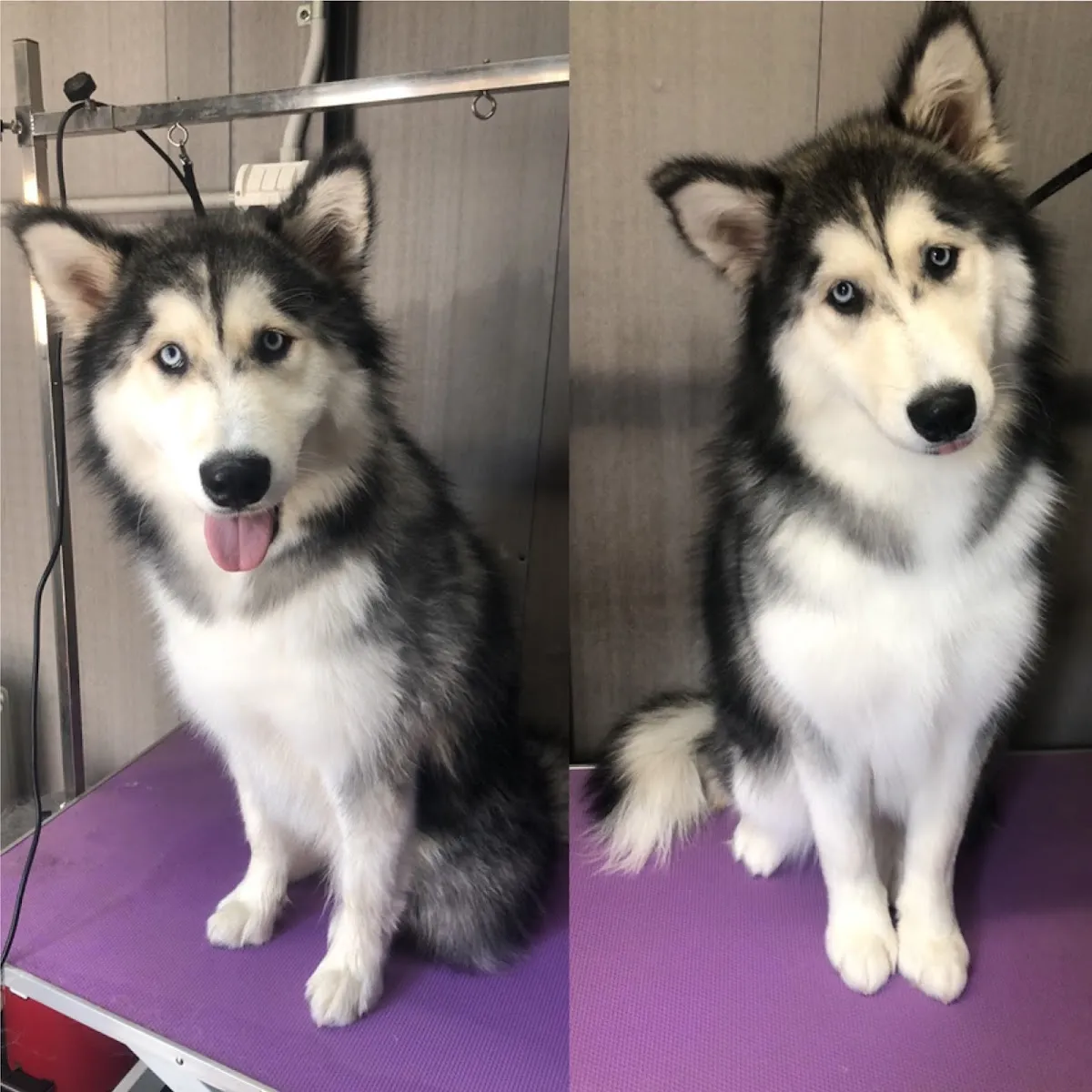 Husky sitting on a grooming table having been de-shedded at a salon