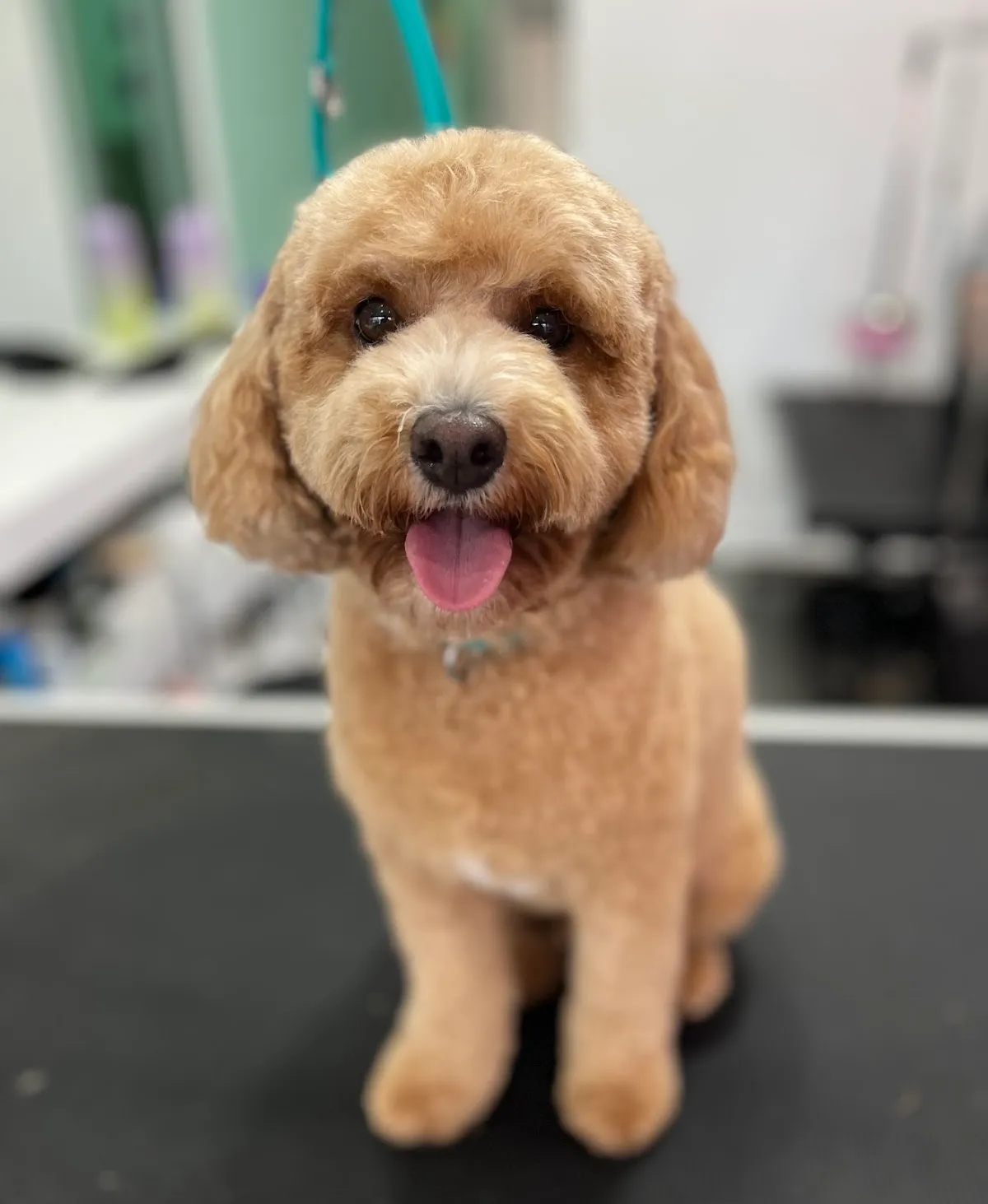 Golden Cavoodle with a teddy bear cut sitting on a grooming table