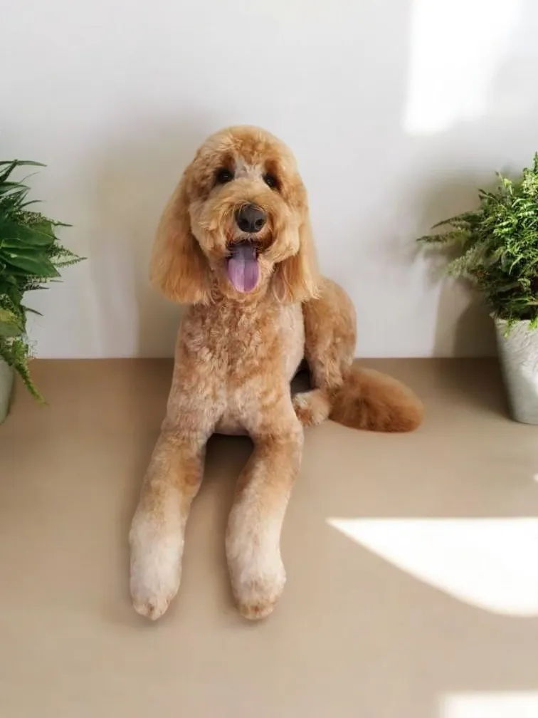 Golden goldendoodle with a teddy bear cut sitting on a grooming table