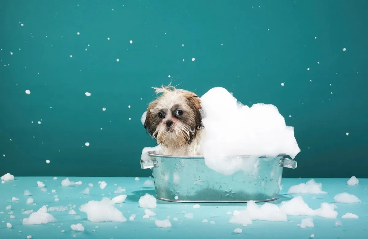Shih tzu enjoying a bubble bath at the groomer