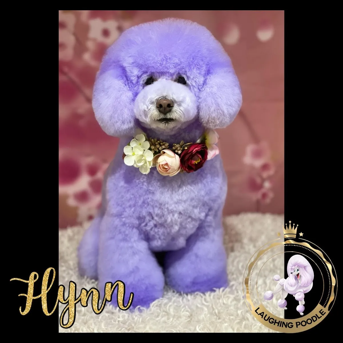Purple poodle with teddy bear cut and floral collar, creative grooming