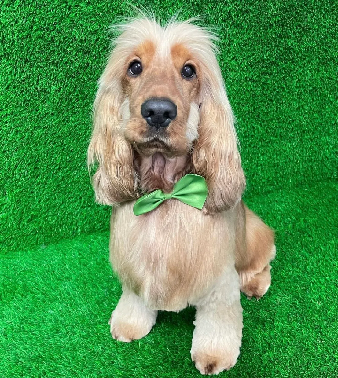 Golden cocker spaniel in a breed trim with a green bow tie