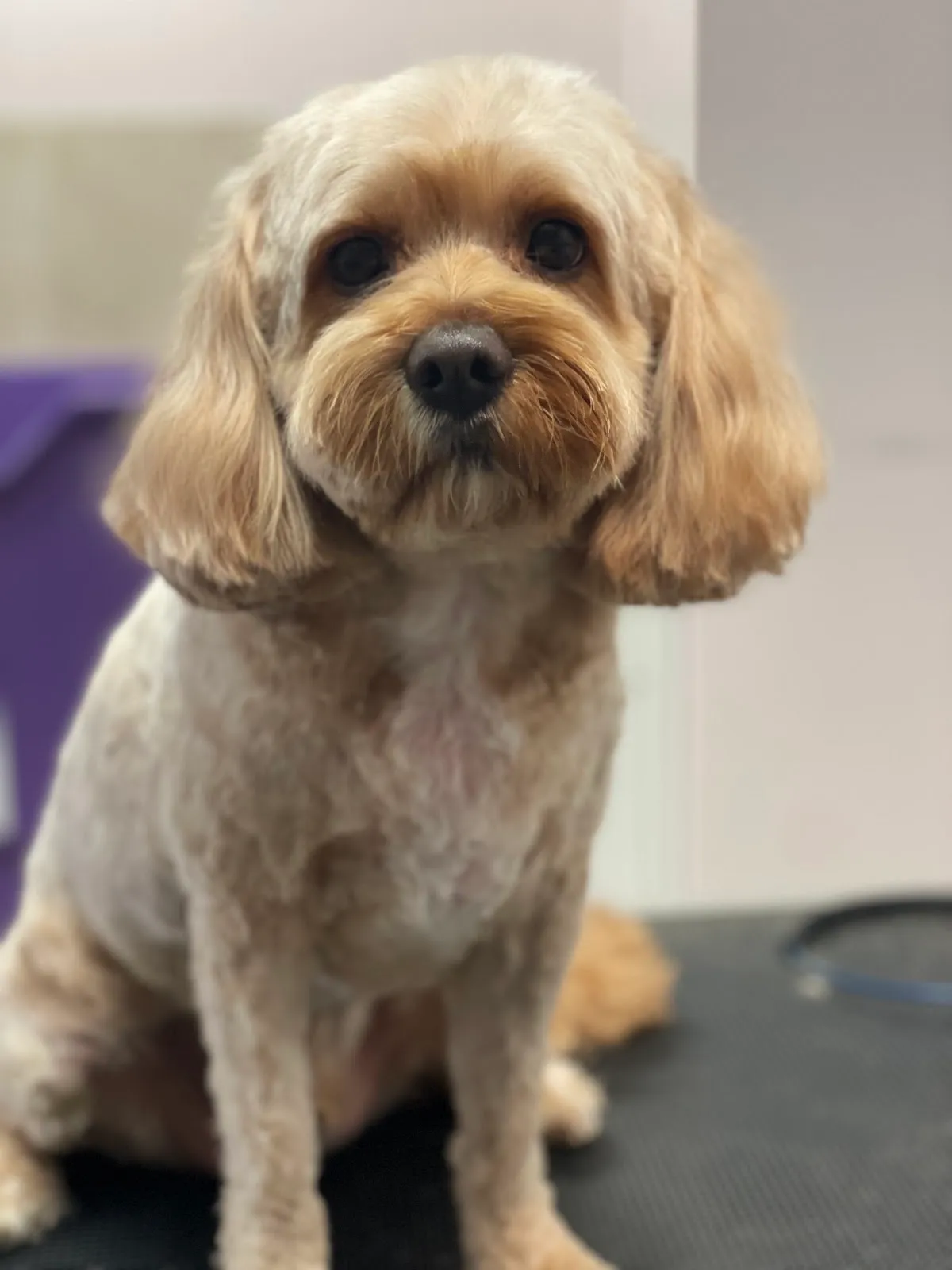 Tan Cavalier King Charles Spaniel with a full groom at a pet salon