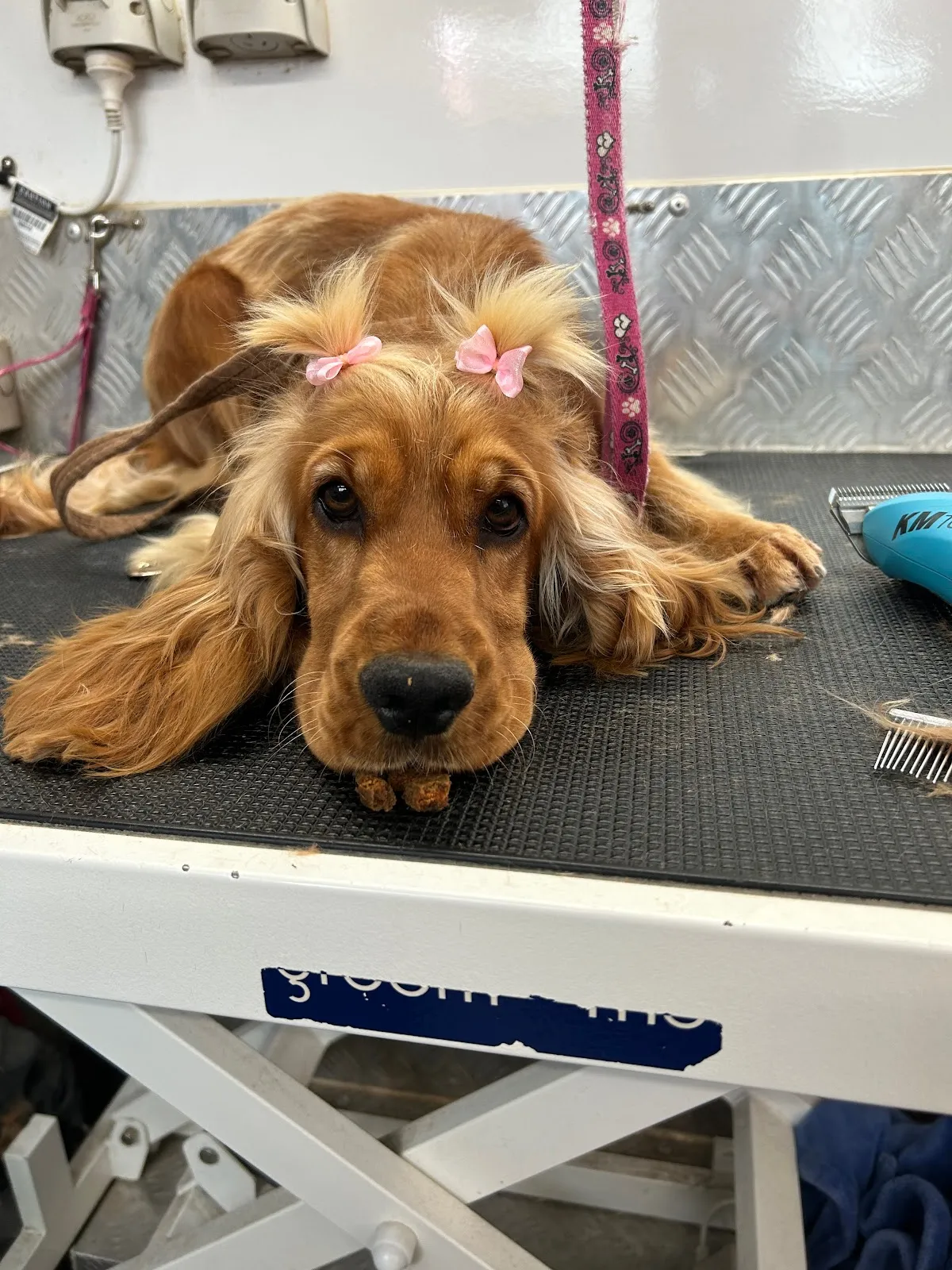 Cocker spaniel on a grooming table with pink hair bows during a full groom