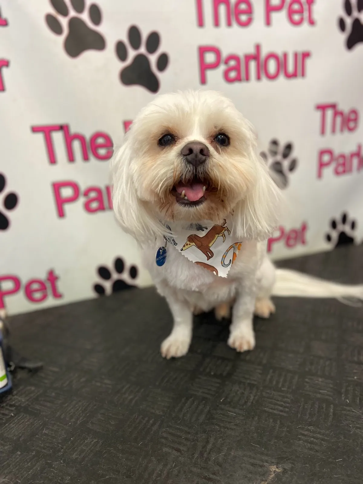 White Shih Tzu with a teddy bear cut on a grooming table at a salon
