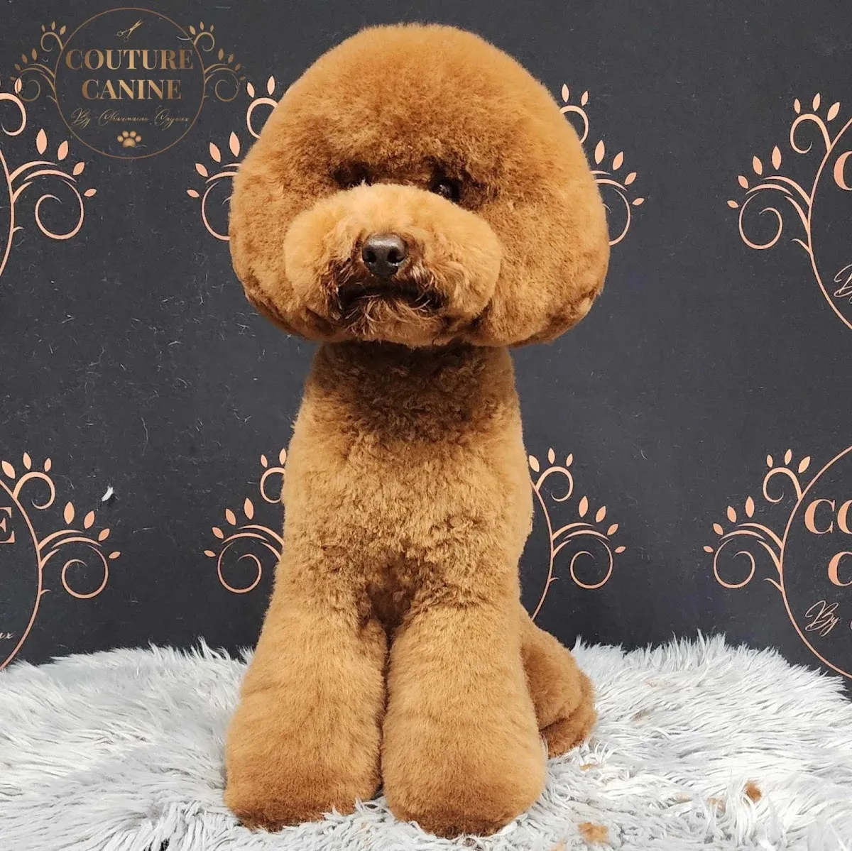 Purple-tinted poodle with a creative groom and floral collar