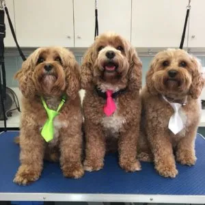Three cavoodles with teddy bear cuts posing together at a grooming salon