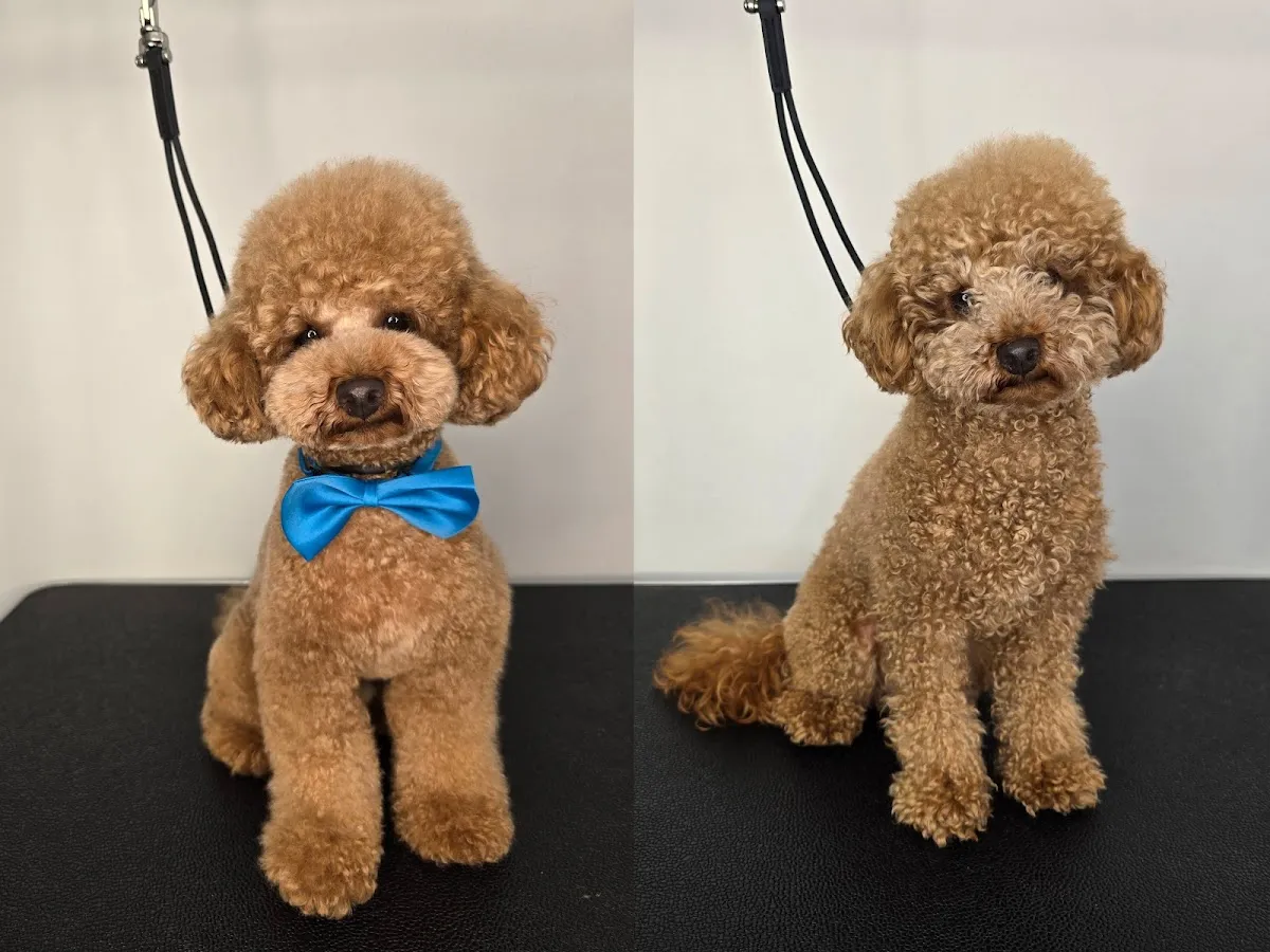 Brown poodle with teddy bear cut and blue bow after a full groom