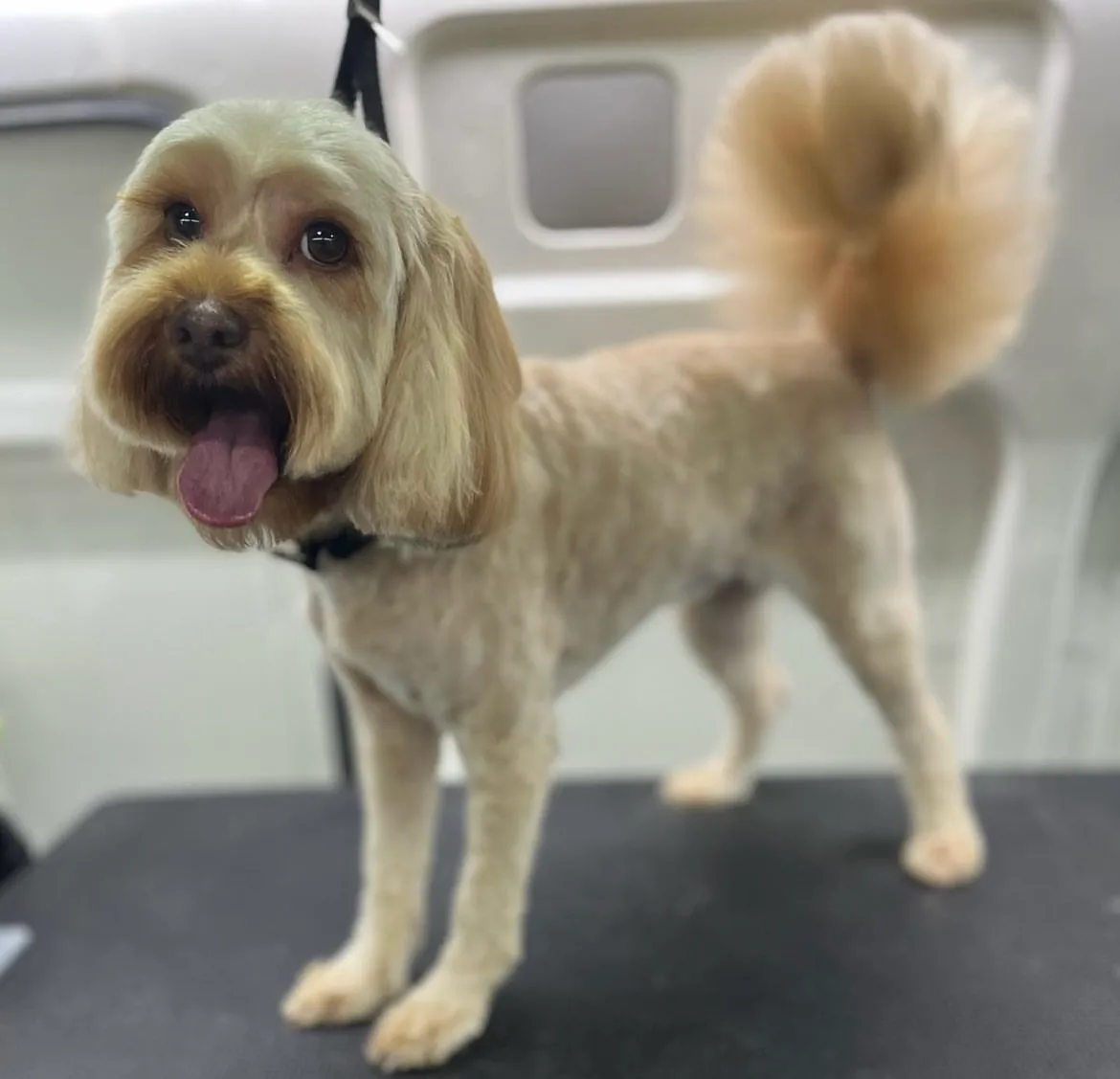 Cavalier King Charles Spaniel standing on grooming table with a natural coat after a bath and dry