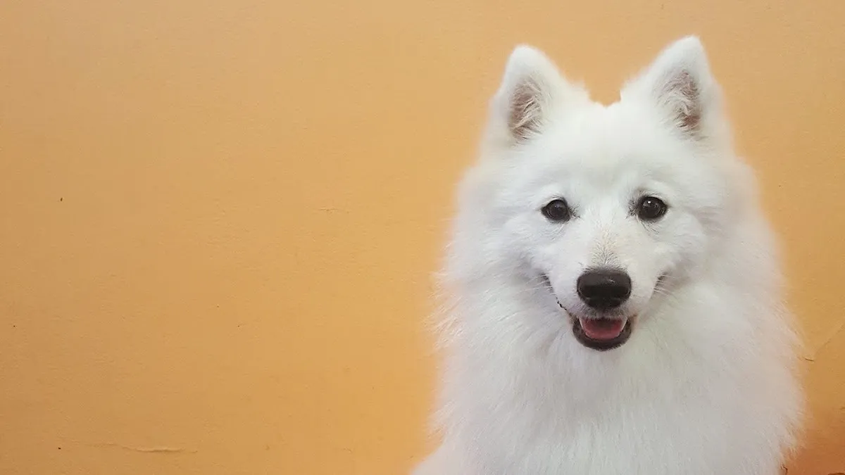 White samoyed portrait at a grooming salon
