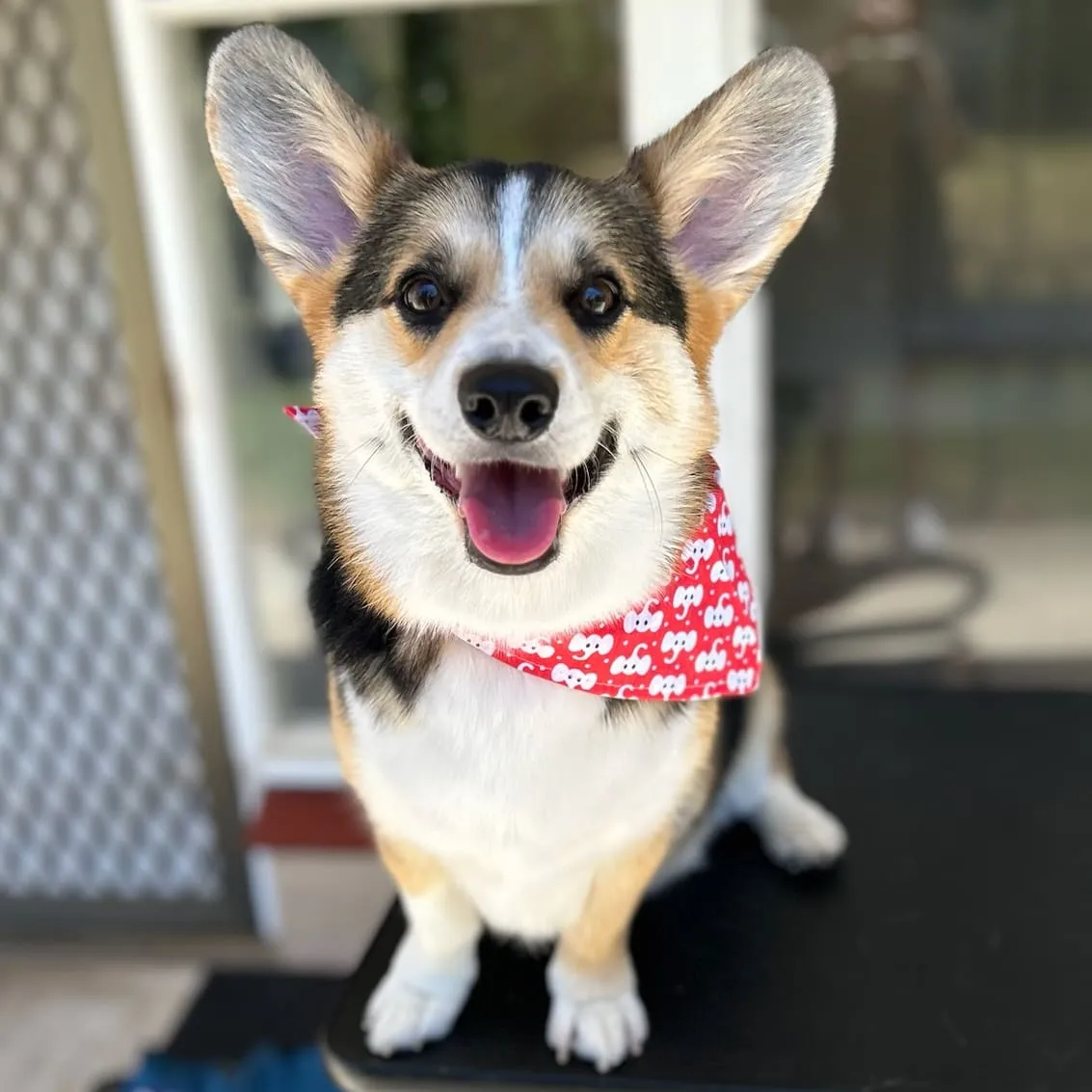 Corgi with a red bandana after a grooming appointment at an Australian salon