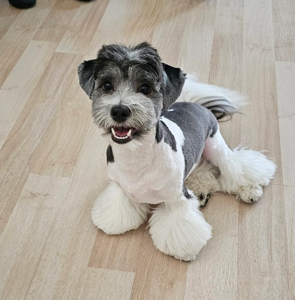 Smiling schnauzer with a hand-scissored grooming finish standing on a light wood floor