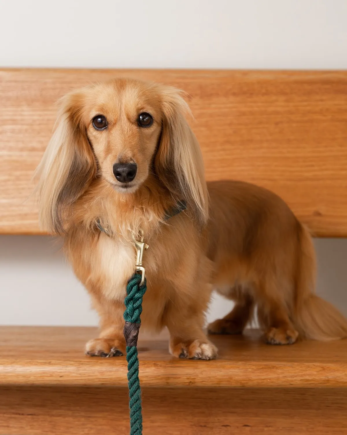 Tan long-haired dachshund sitting on a wooden bench looking at the camera