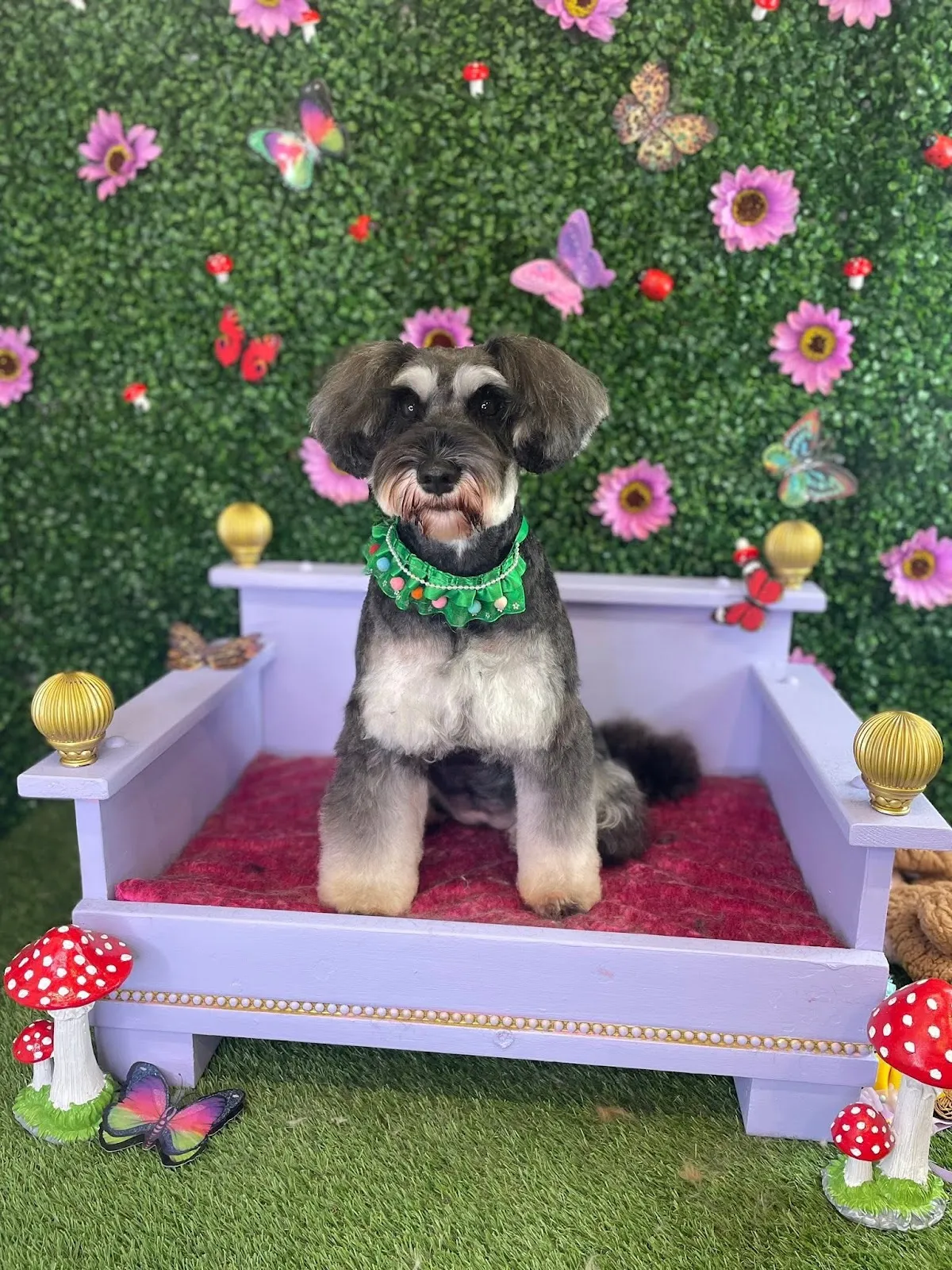 Schnauzer with teddy bear cut posing on a purple dog bed