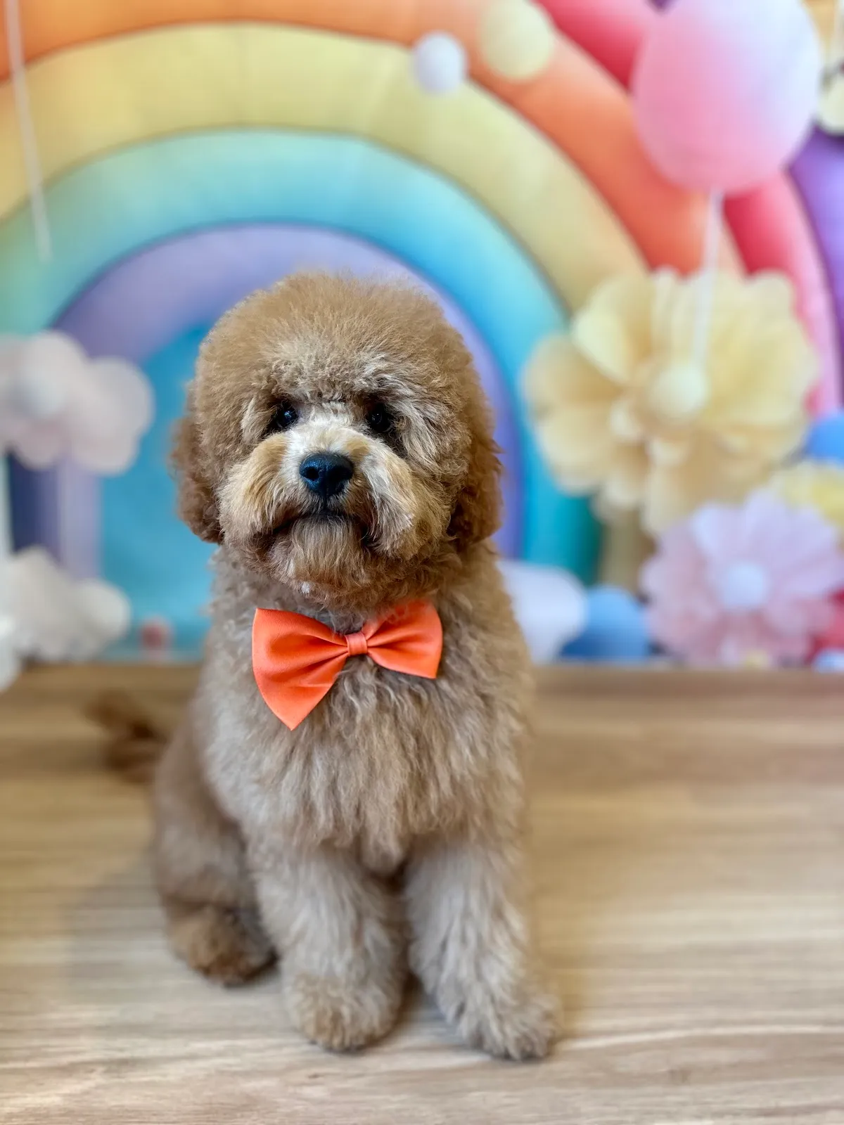 Tan poodle with teddy bear cut wearing an orange bow tie