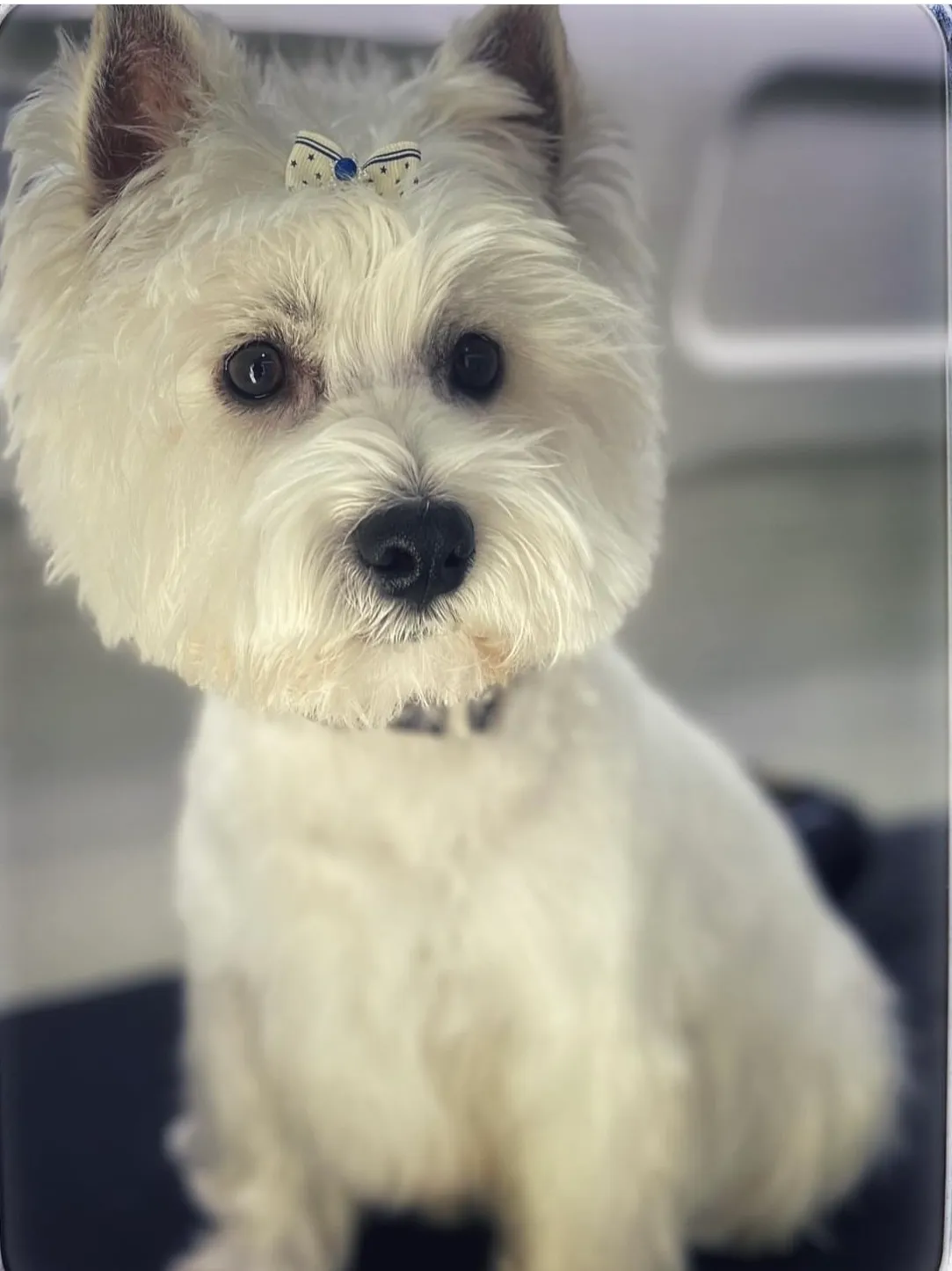 West Highland White Terrier with a bow on its head after grooming