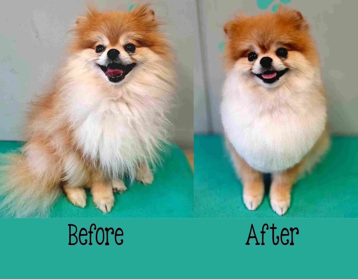 Pomeranian before and after grooming, showing a teddy bear cut transformation