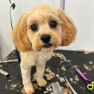 Cavalier on a grooming table with scissors and clippers visible beside it