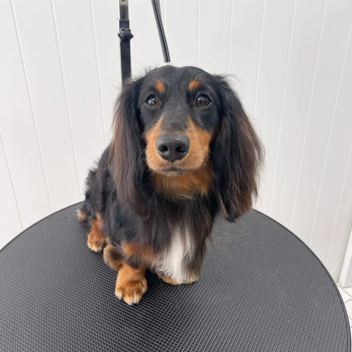 Long-haired dachshund on a grooming table after a bath and dry session