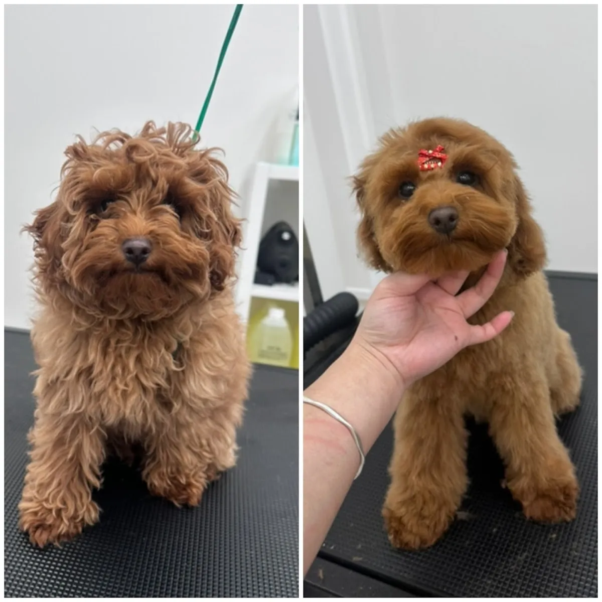 Brown Cavoodle with a teddy bear cut on a grooming table