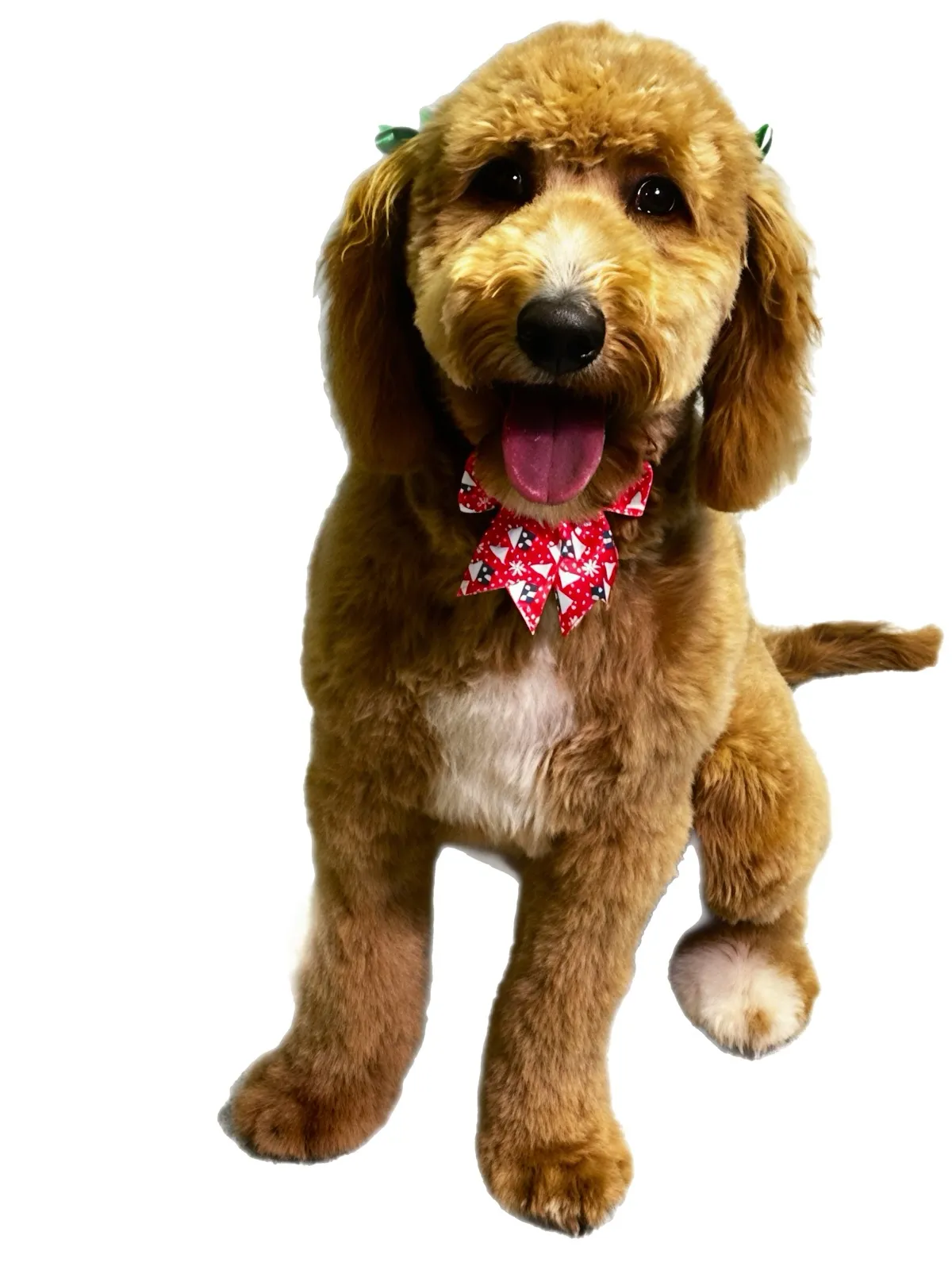 Golden goldendoodle with teddy bear cut and a festive bow
