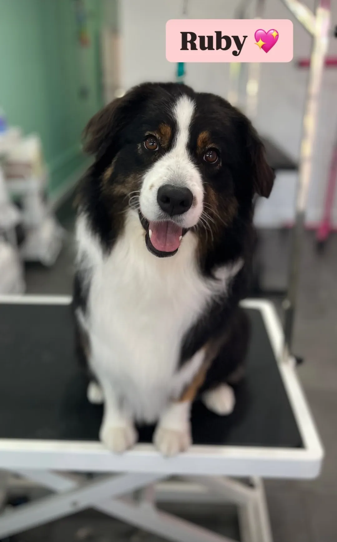 Border collie on a grooming table smiling for the camera in a salon