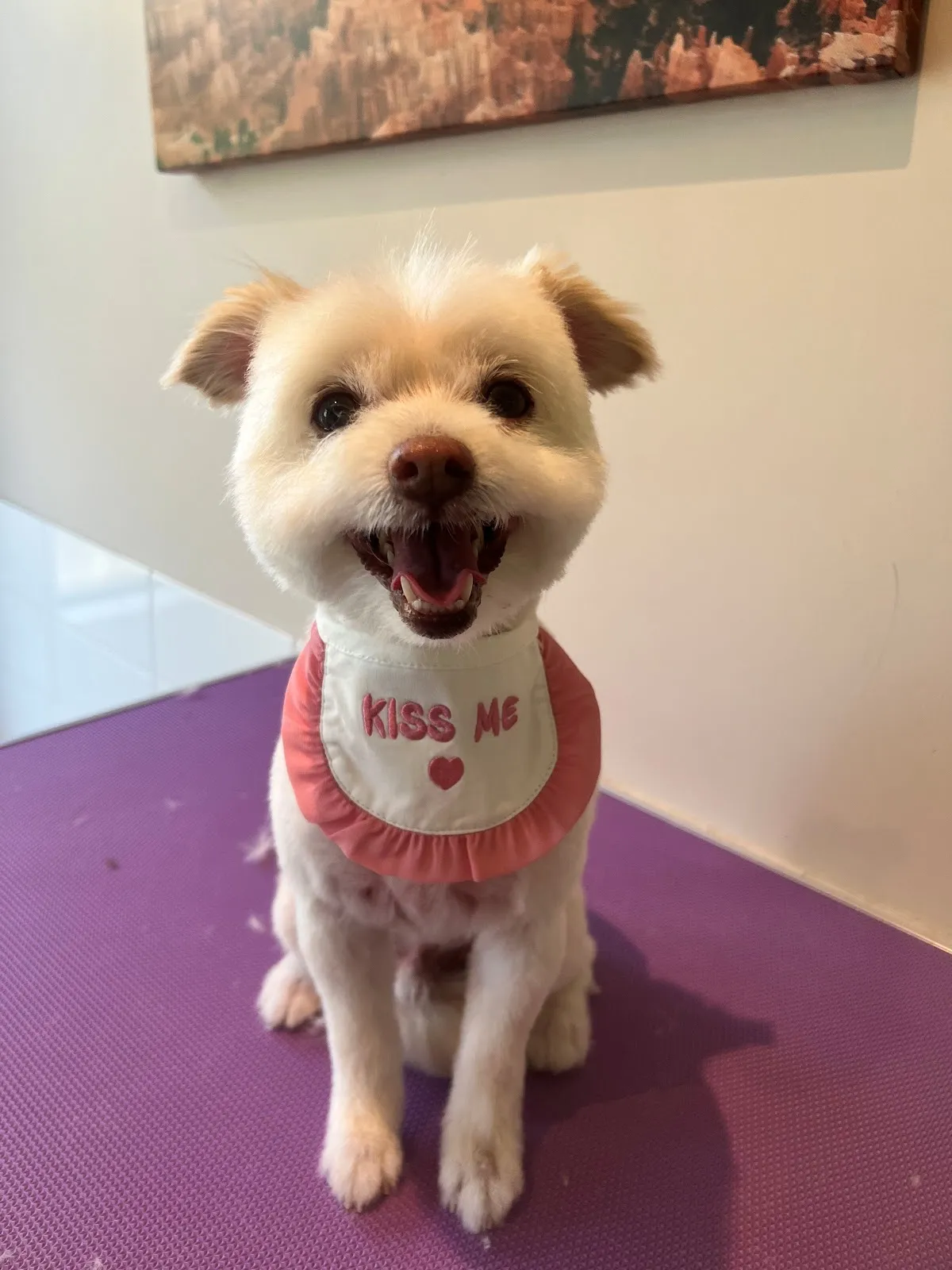 Yorkie with teddy bear cut wearing a 'Kiss Me' bandana