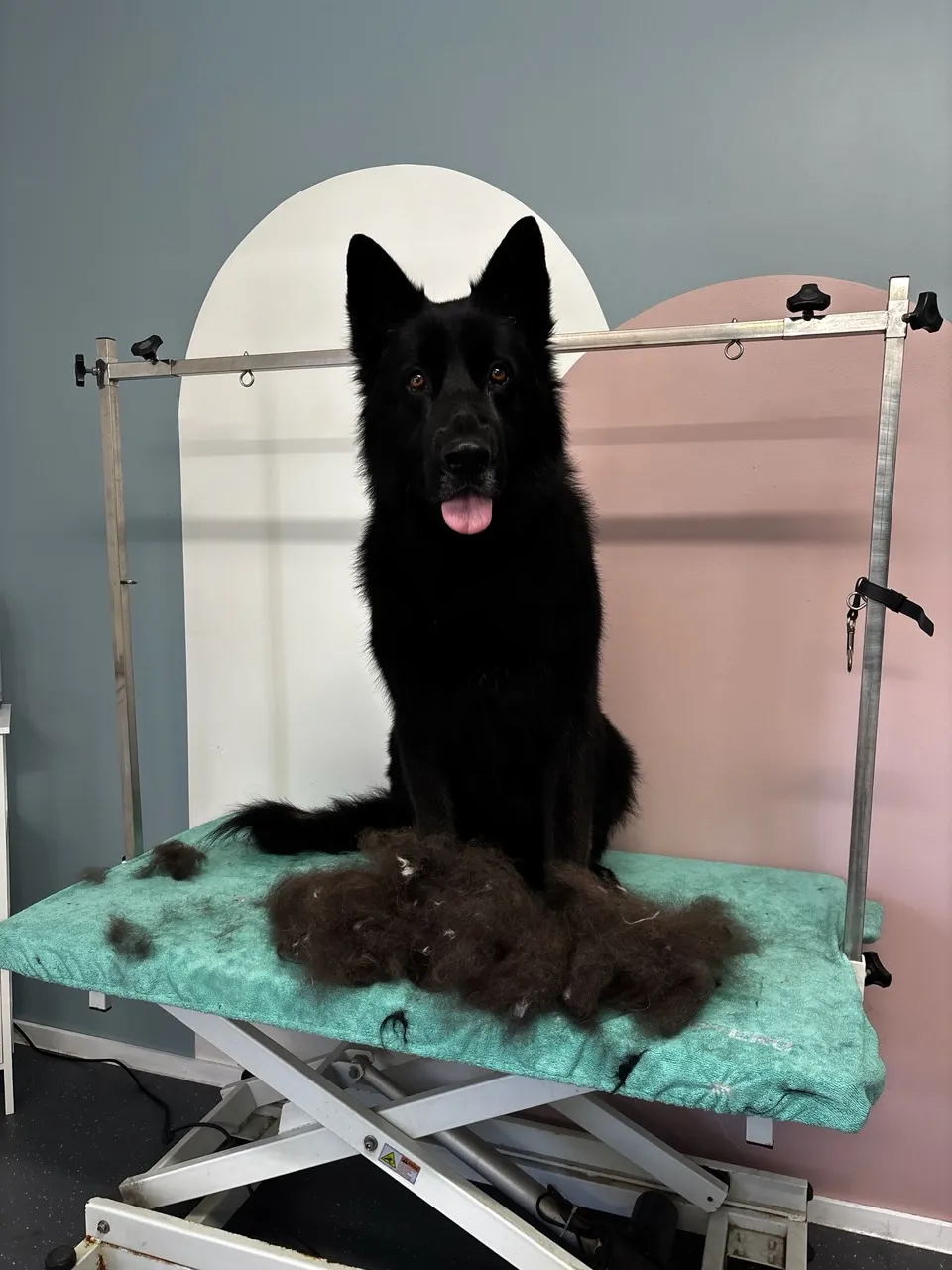 Black German Shepherd on a grooming table with shed fur during a de-shedding session at a pet salon