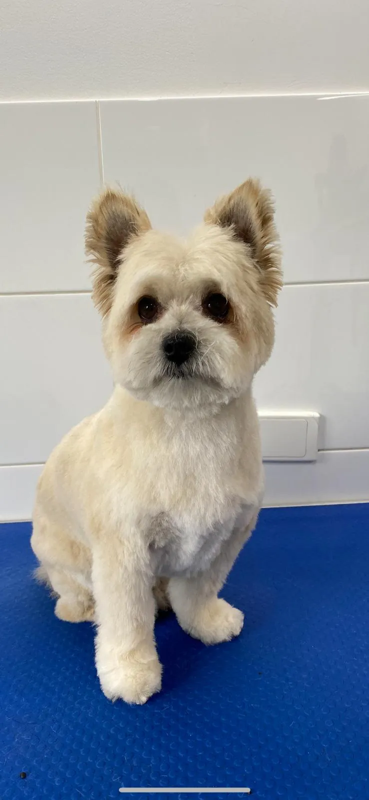 Yorkie with teddy bear cut sitting on blue grooming table