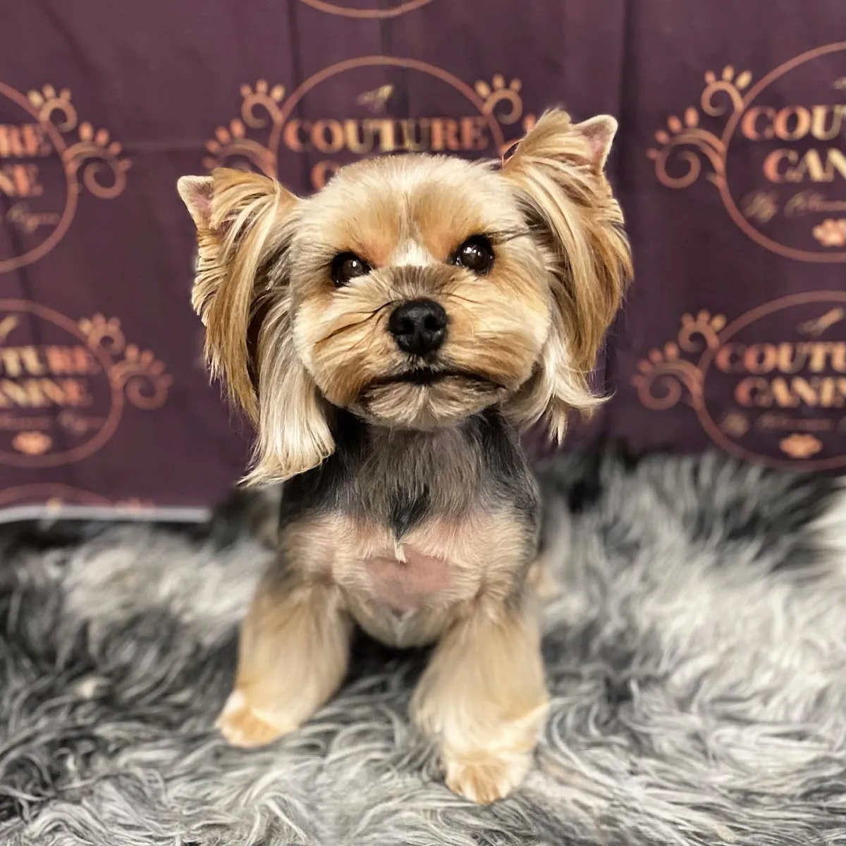 Yorkie with teddy bear cut posing in front of a purple backdrop at a grooming salon