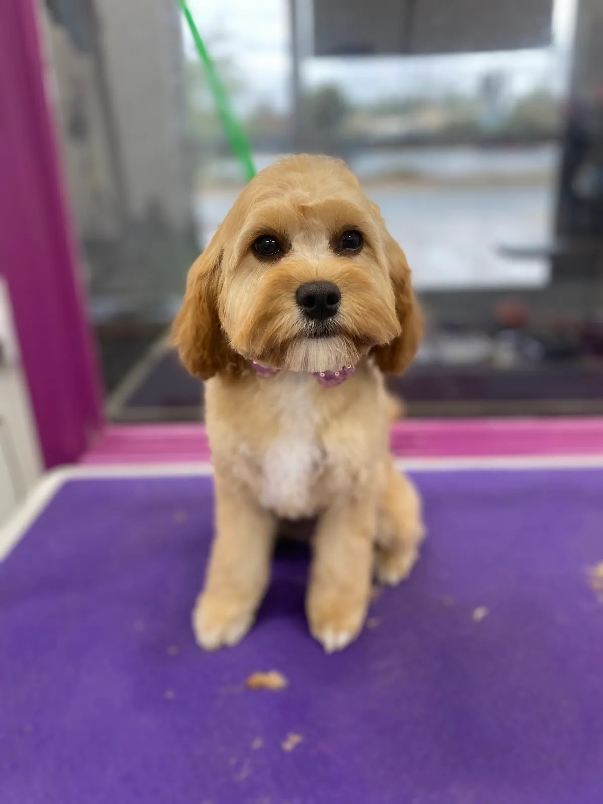 Tan Cavalier puppy with a puppy cut sitting on a purple grooming table