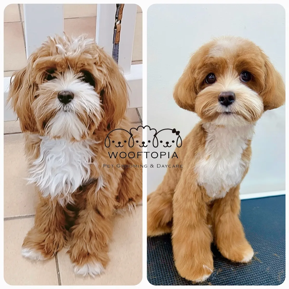 Cavoodle before and after grooming, showing a teddy bear cut result