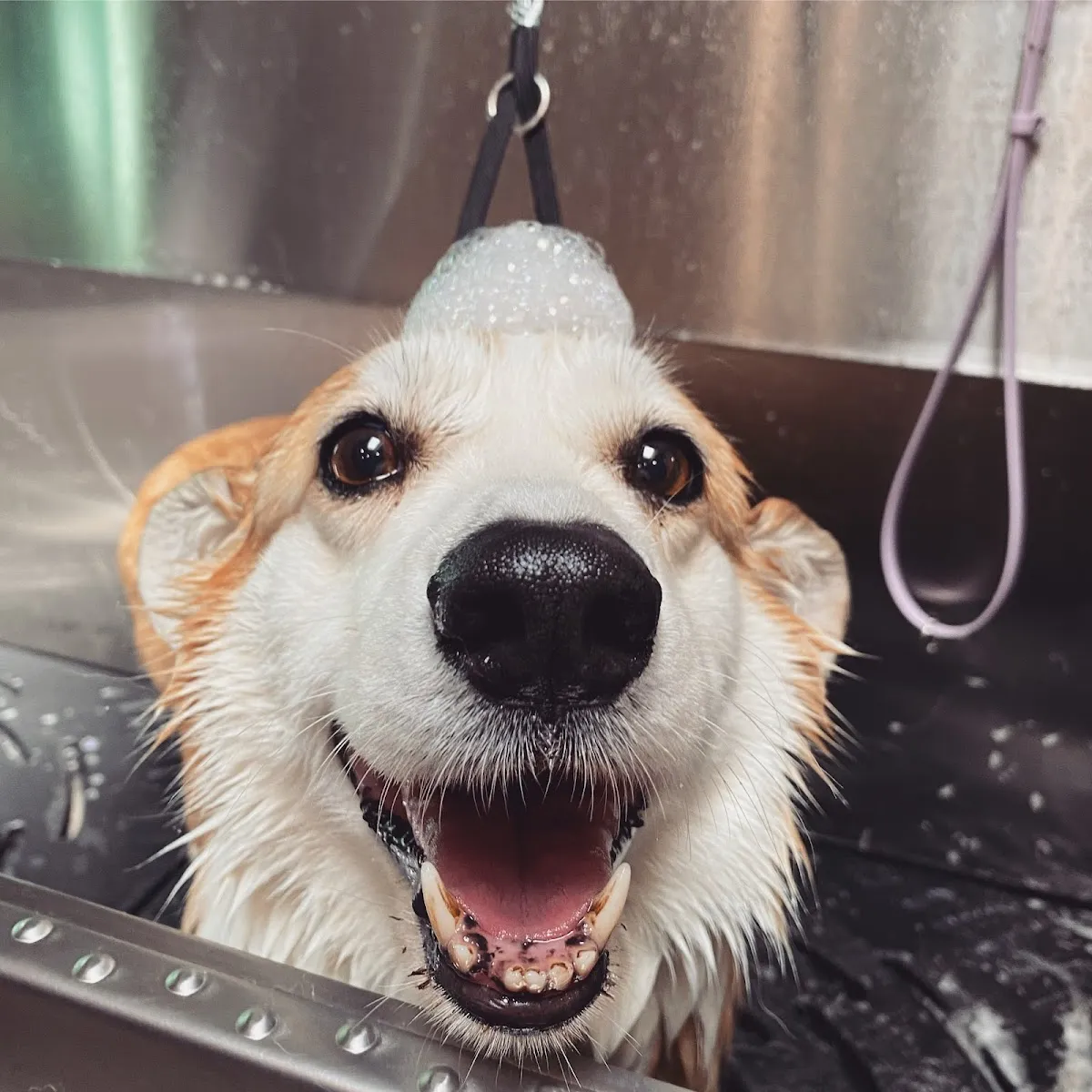 Golden Retriever enjoying bath at grooming salon, wet fur and happy expression