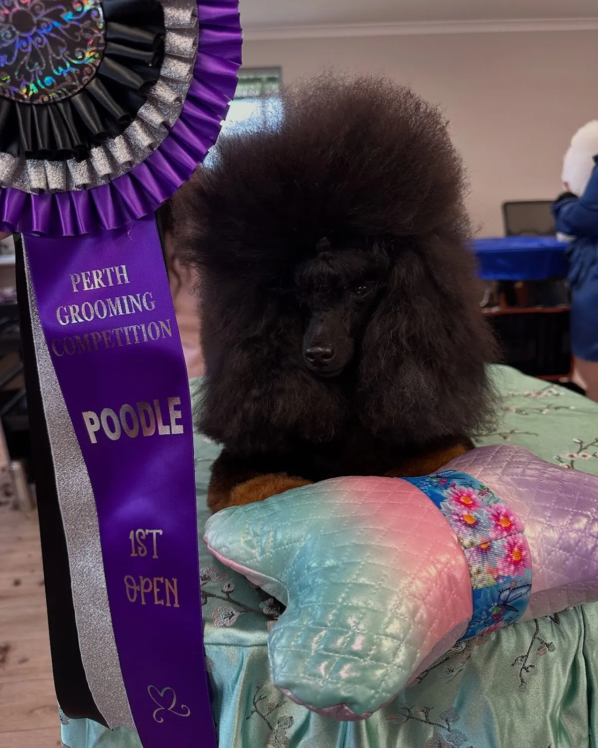 Black poodle with a show groom and competition ribbon