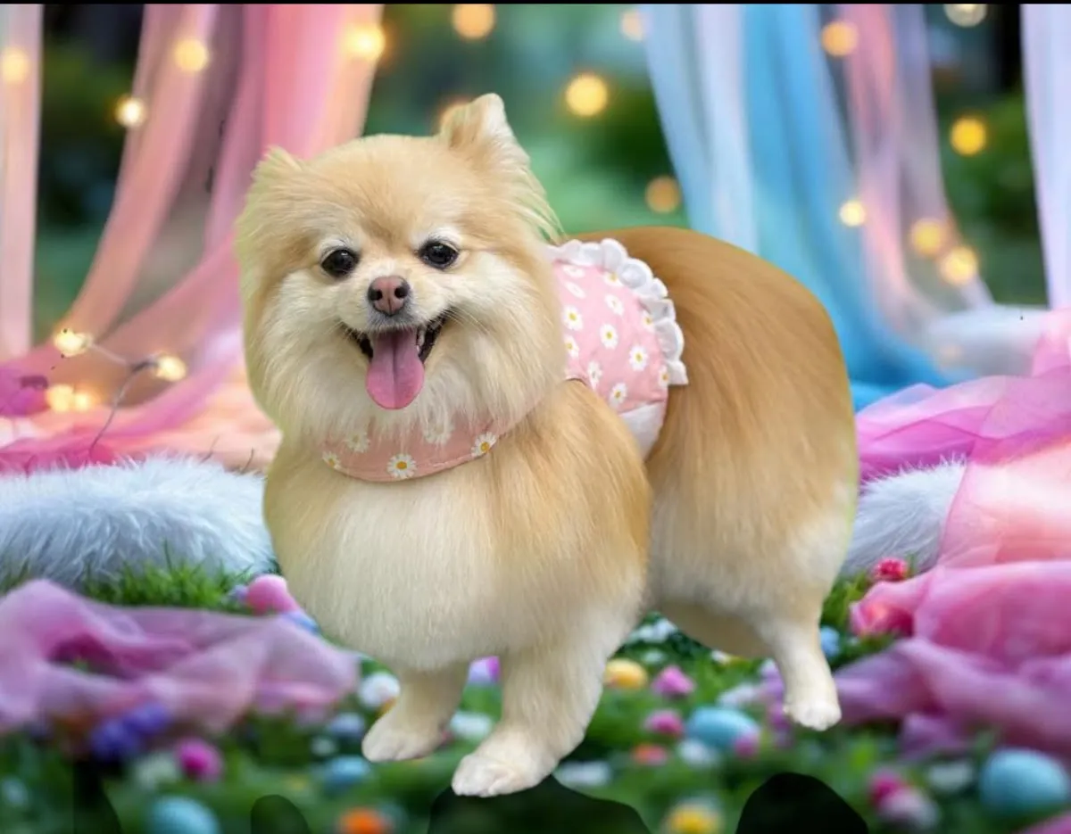 Cute Pomeranian dog with a floral scarf and tutu posing for a photo