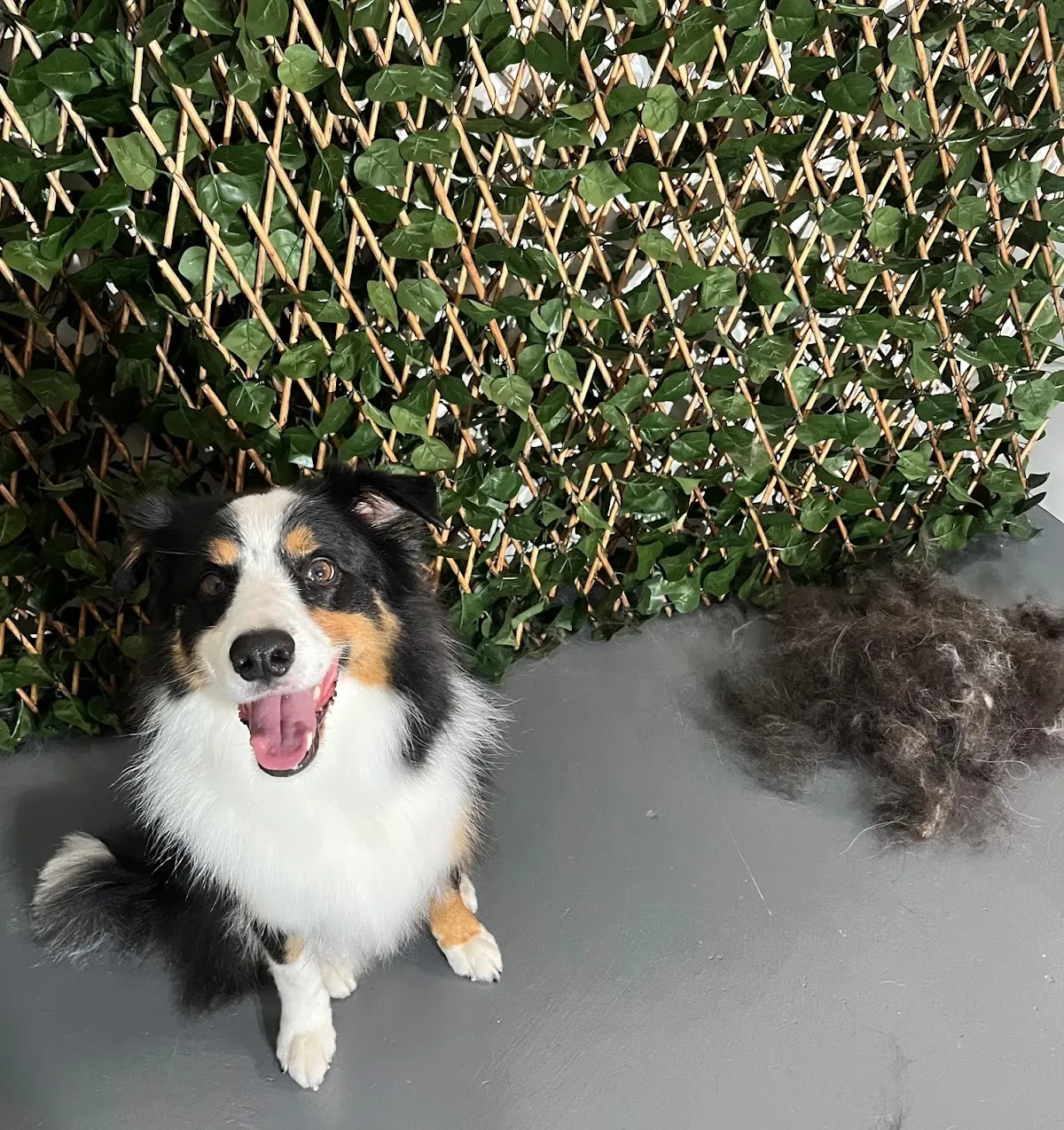 Border collie with a happy expression and a pile of shed fur nearby during a de-shedding grooming service