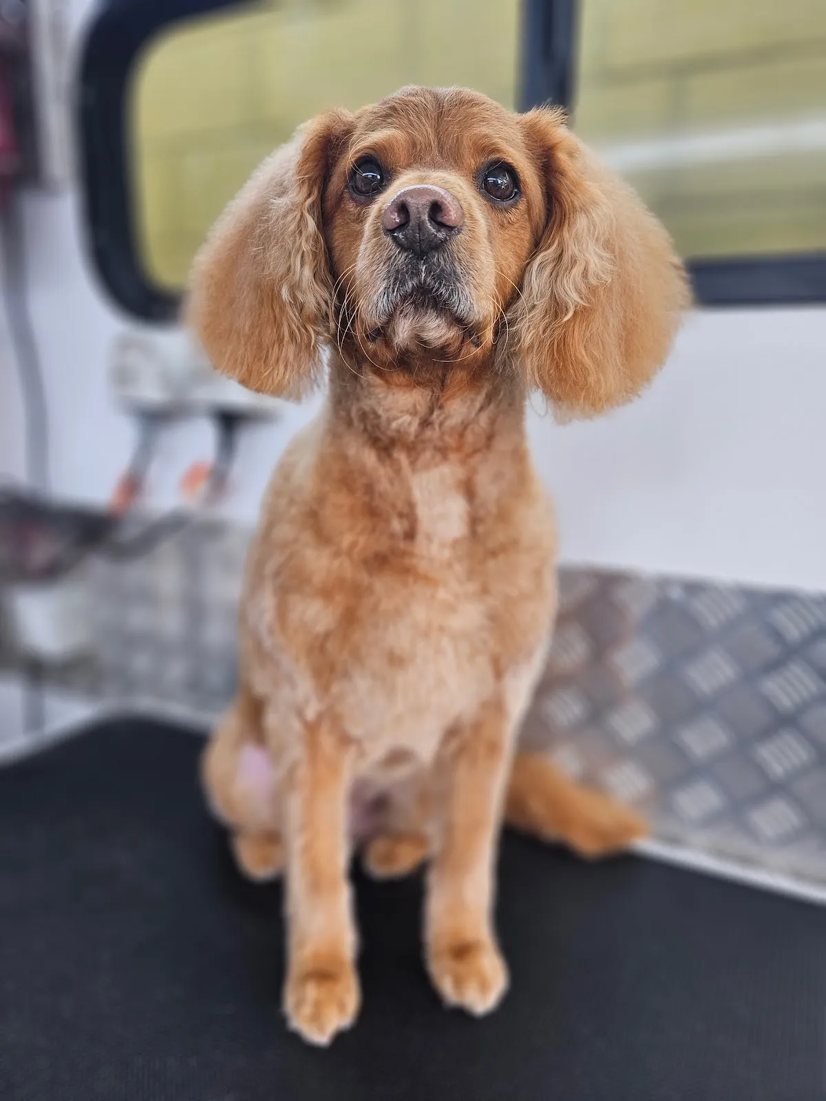 Cavalier King Charles Spaniel with teddy bear cut sitting on grooming table