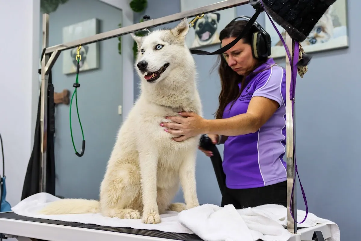 Groomer de-shedding a husky on a grooming table at a salon