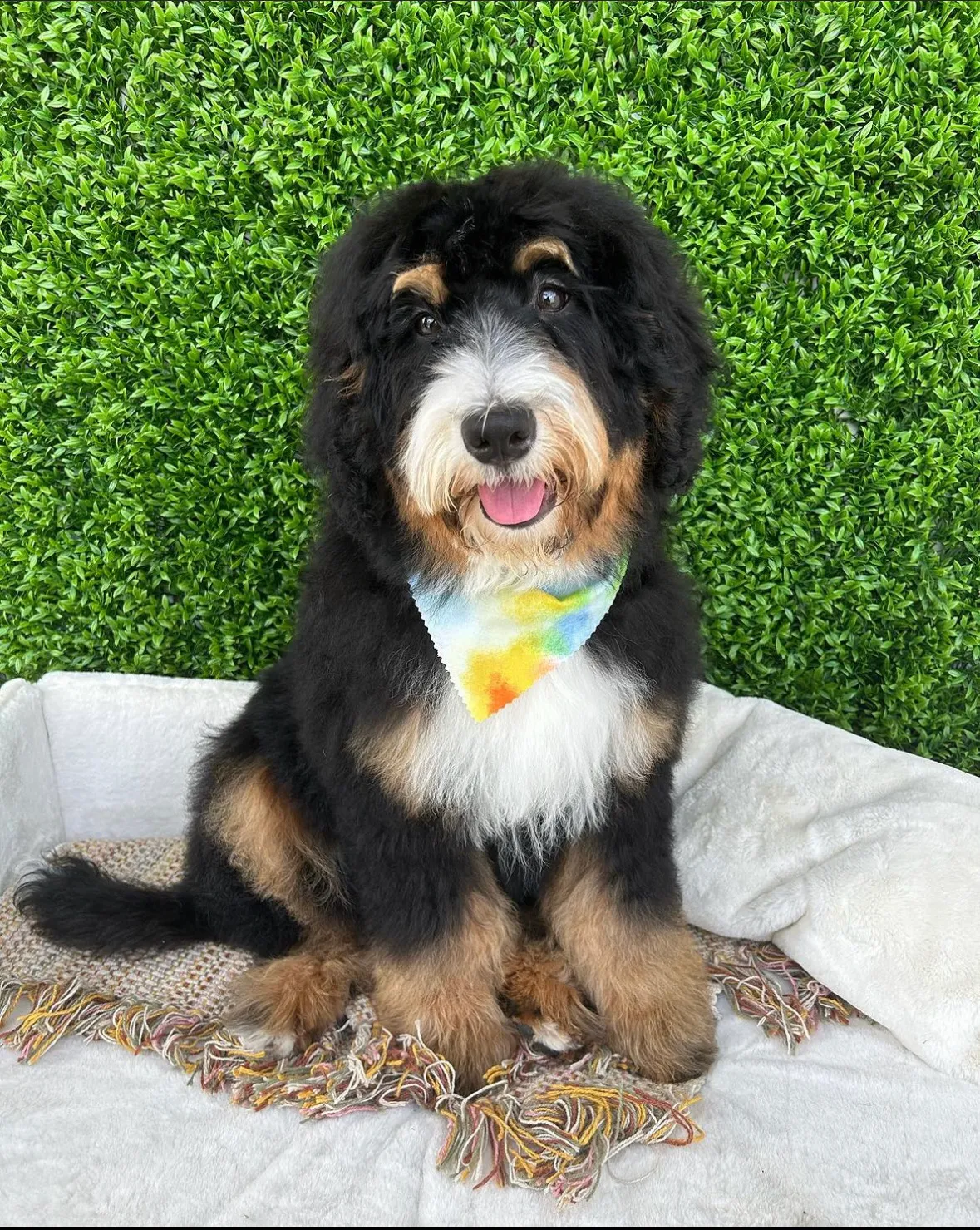 Bernedoodle with a teddy bear cut posing on a white cushion after grooming