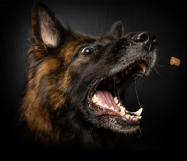 German Shepherd dog portrait with open mouth and a treat nearby, black background