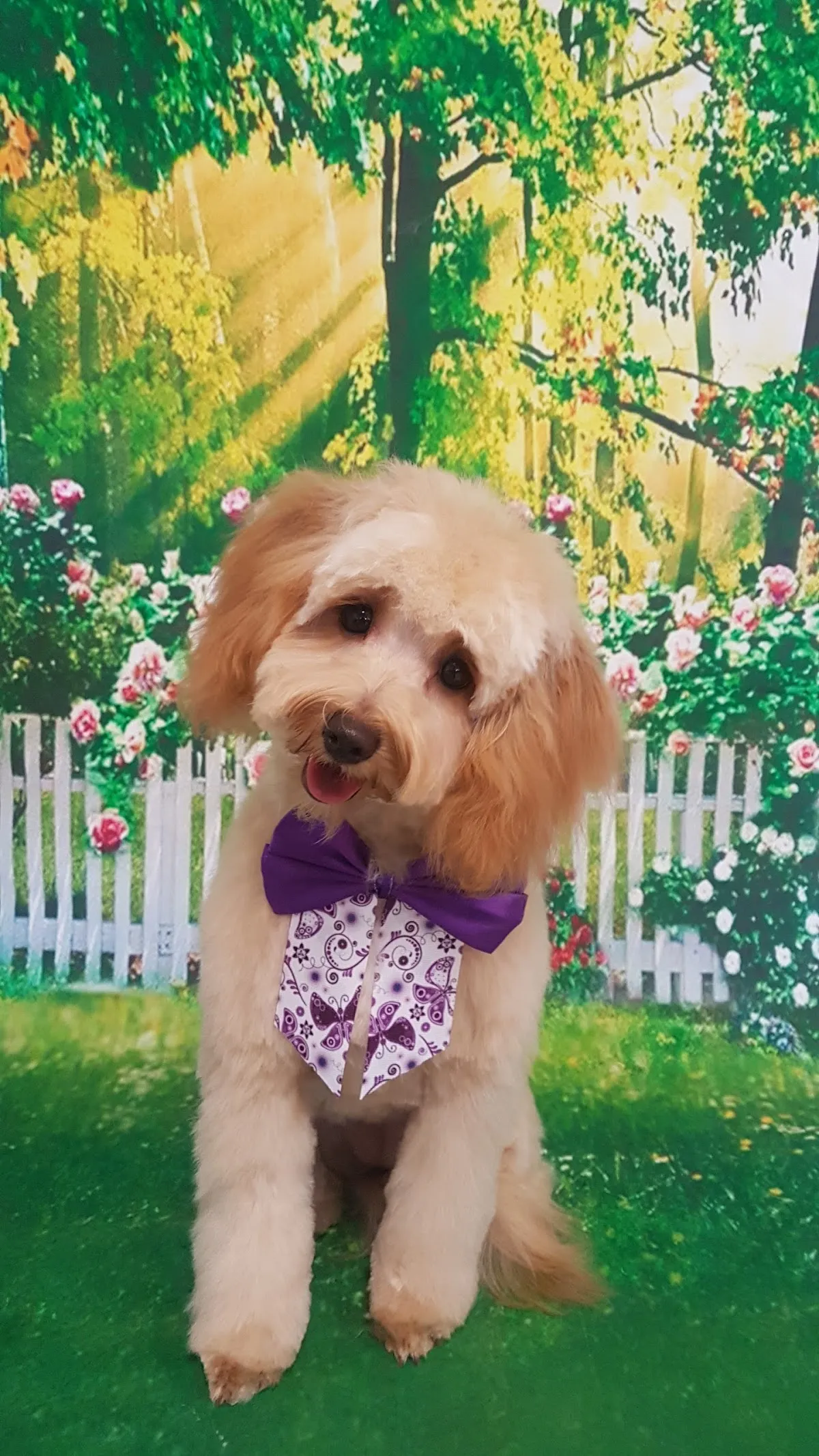 Cute Cavoodle with teddy bear cut posing in front of a backdrop