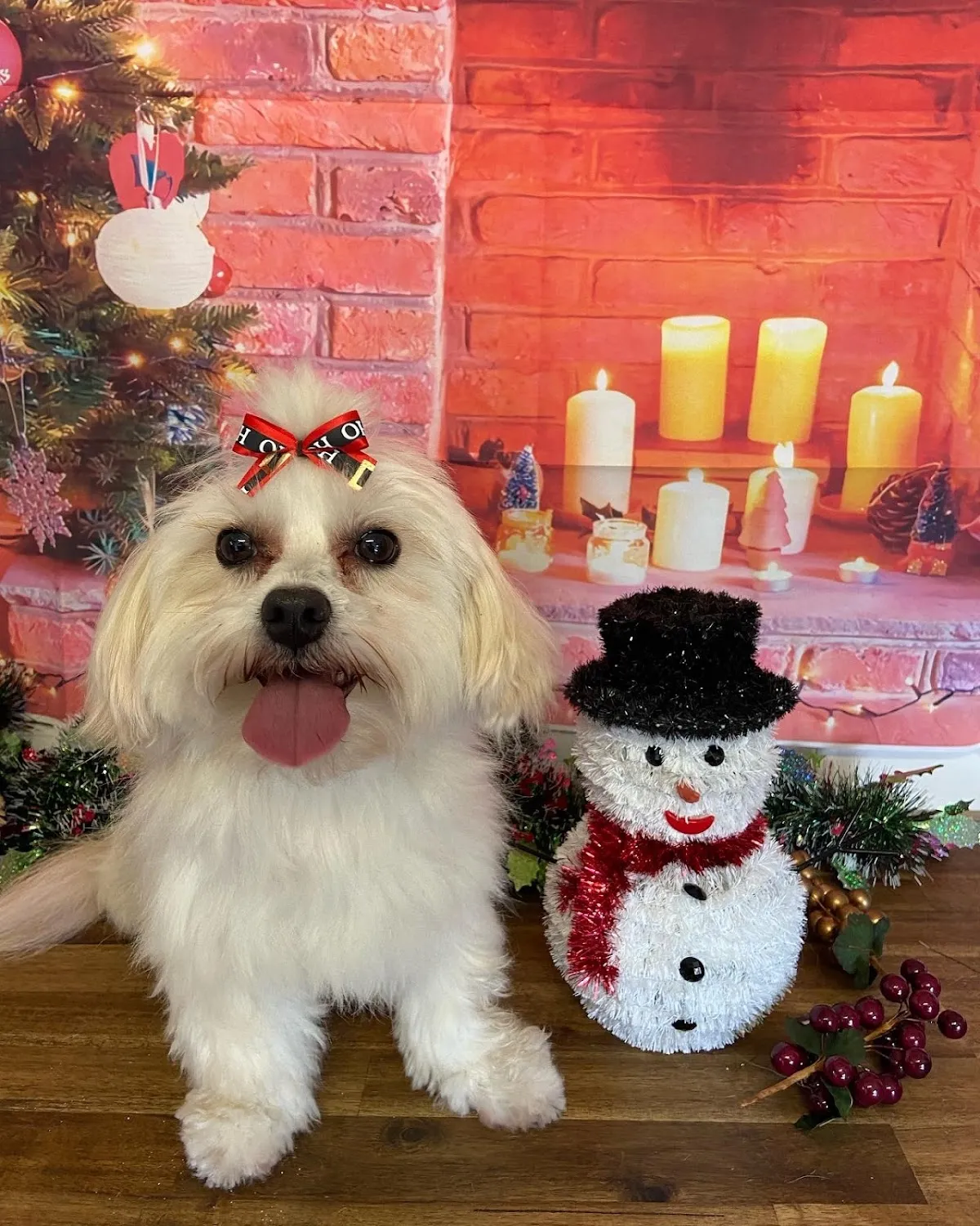 Shih Tzu with a teddy bear cut posing for a holiday portrait