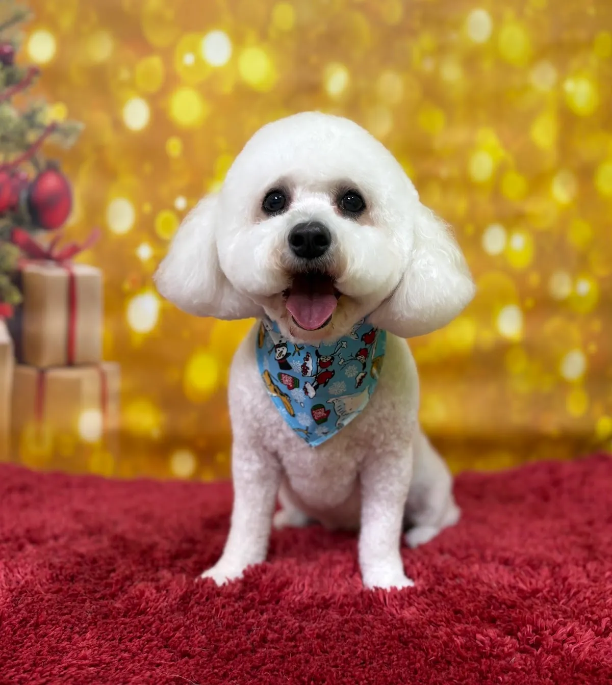 White Bichon Frise with a teddy bear cut posing on red rug