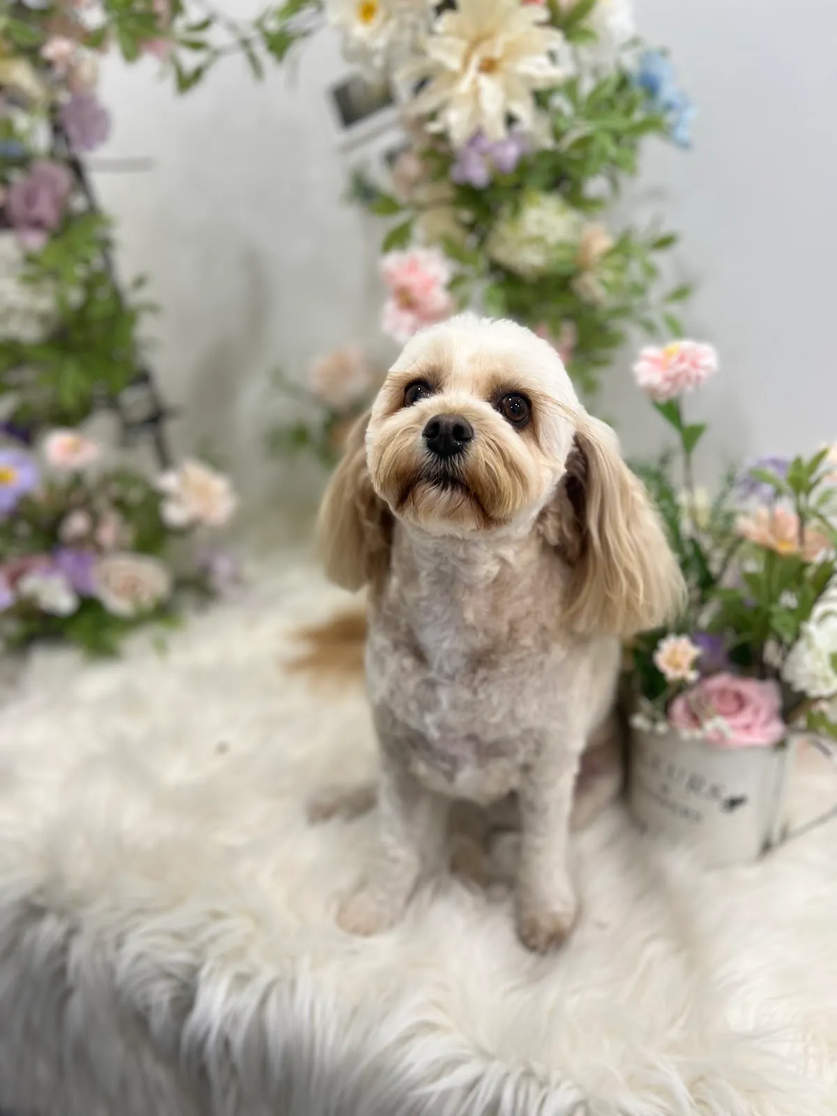 Shih Tzu with teddy bear cut posing on a faux fur backdrop