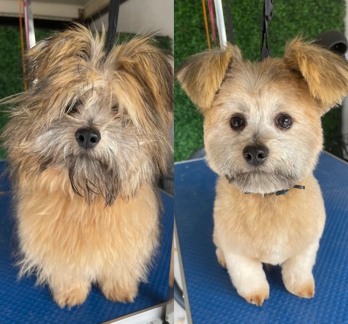 Before and after grooming of a West Highland White Terrier with teddy bear cut