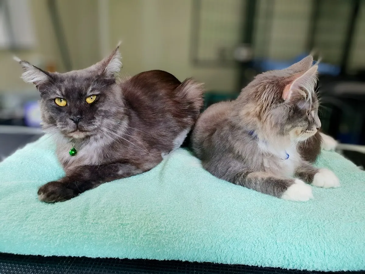 Two grey cats on a teal towel at a cat grooming salon