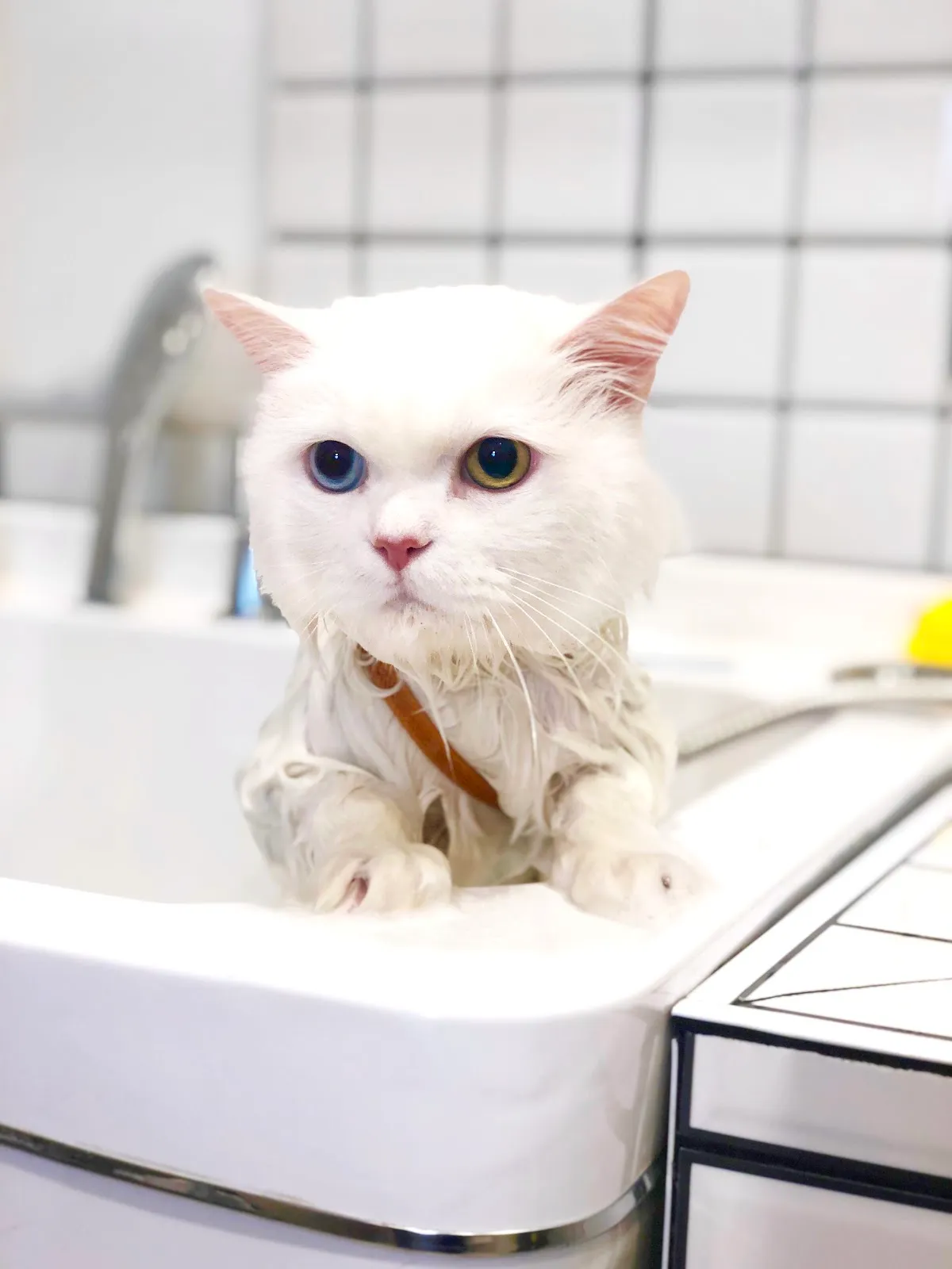 White cat being bathed in a salon tub