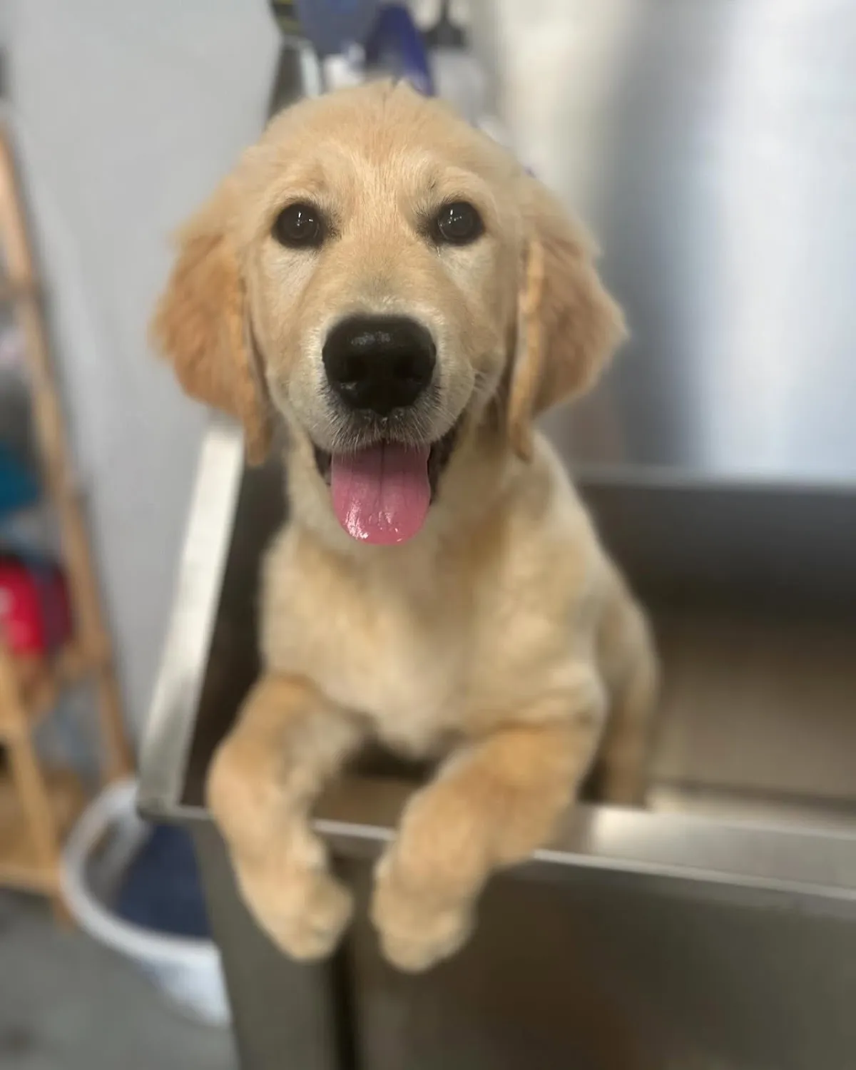 Golden Retriever with teddy bear cut looking at camera in grooming salon