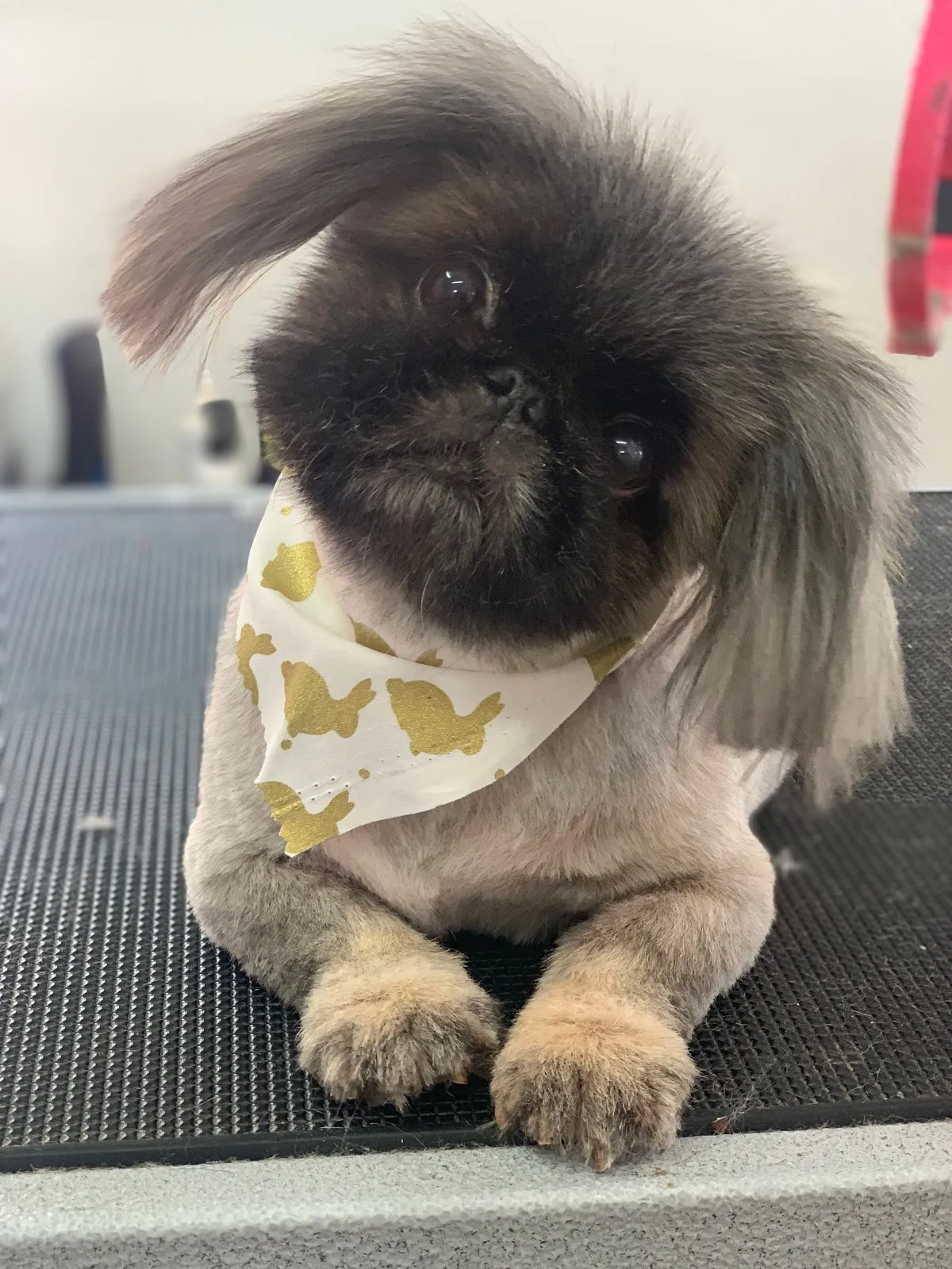 Shih Tzu with a teddy bear cut wearing a gold patterned bandana on a grooming table
