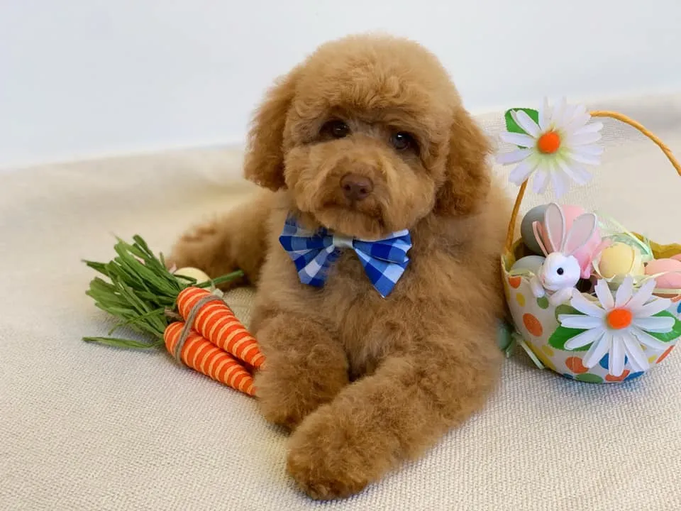 Brown poodle with a teddy bear cut and blue bow tie